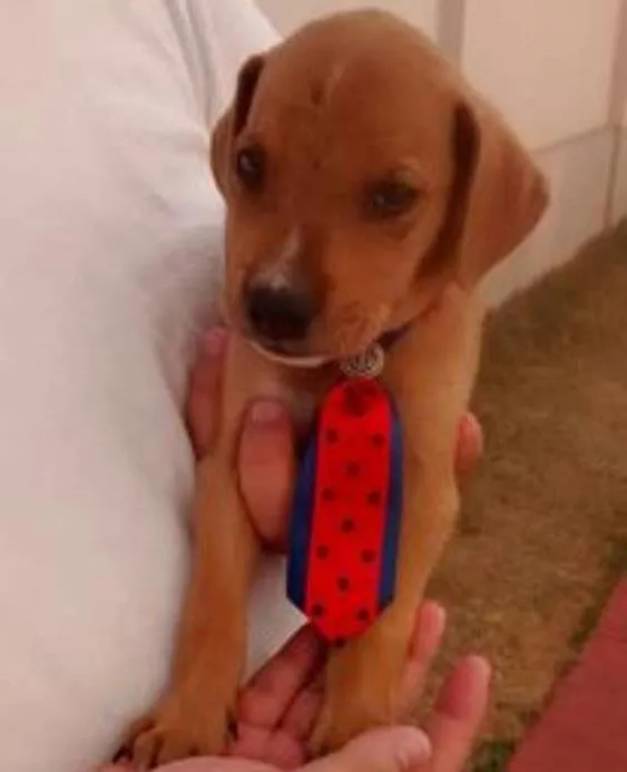 Cachorro ra a SRD idade 2 a 6 meses nome tommy