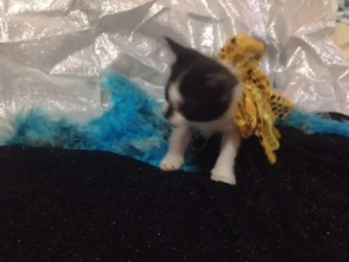 Gato raça MESTIÇO idade Abaixo de 2 meses nome OUTRA