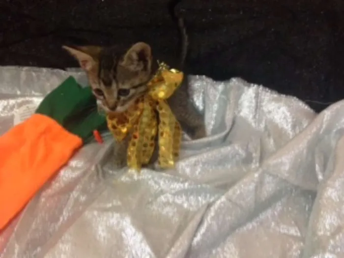 Gato raça MESTIÇO idade Abaixo de 2 meses nome OUTRA