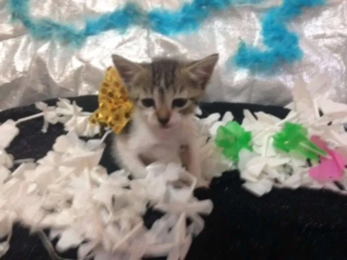 Gato raça MESTIÇO idade Abaixo de 2 meses nome OUTRA