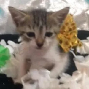 Gato raça MESTIÇO idade Abaixo de 2 meses nome OUTRA