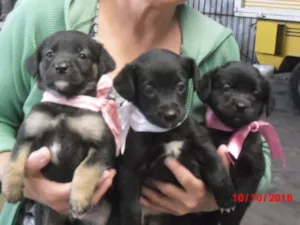 Cachorro raça SRD idade 2 a 6 meses nome BEBES DE EMBÚ