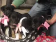 BEBES DE EMBÚ