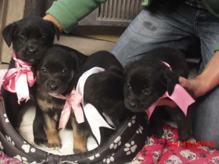 Cachorro ra a SRD idade 2 a 6 meses nome BEBES DE EMBÚ