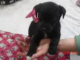 BEBES DE EMBÚ