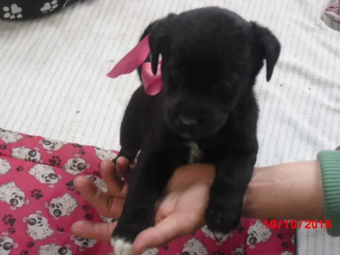 Cachorro ra a SRD idade 2 a 6 meses nome BEBES DE EMBÚ