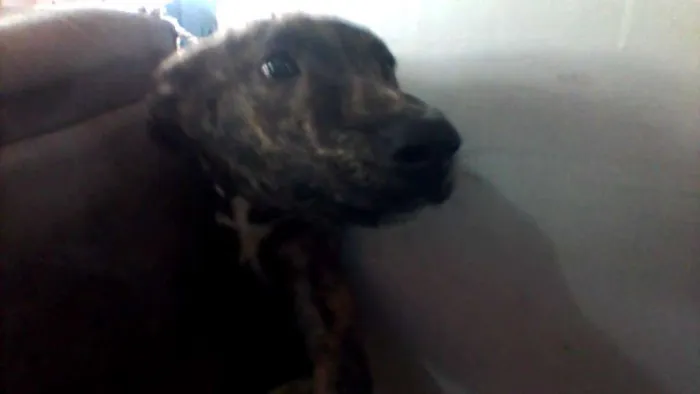 Cachorro ra a Vira lata idade 2 a 6 meses nome Alicia