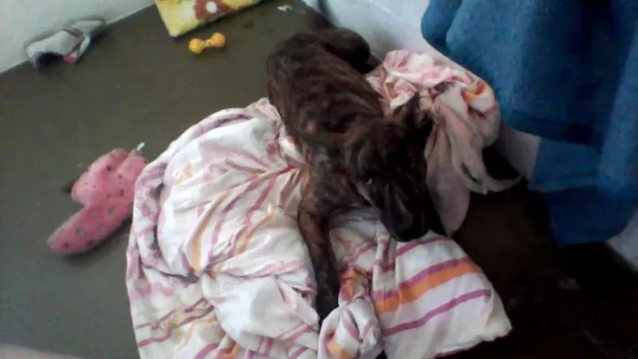 Cachorro ra a Vira lata idade 2 a 6 meses nome Alicia