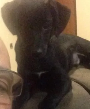 Cachorro raça Vira-lata  idade 2 a 6 meses nome Jhonny 