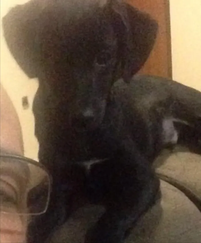 Cachorro ra a Vira-lata  idade 2 a 6 meses nome Jhonny 