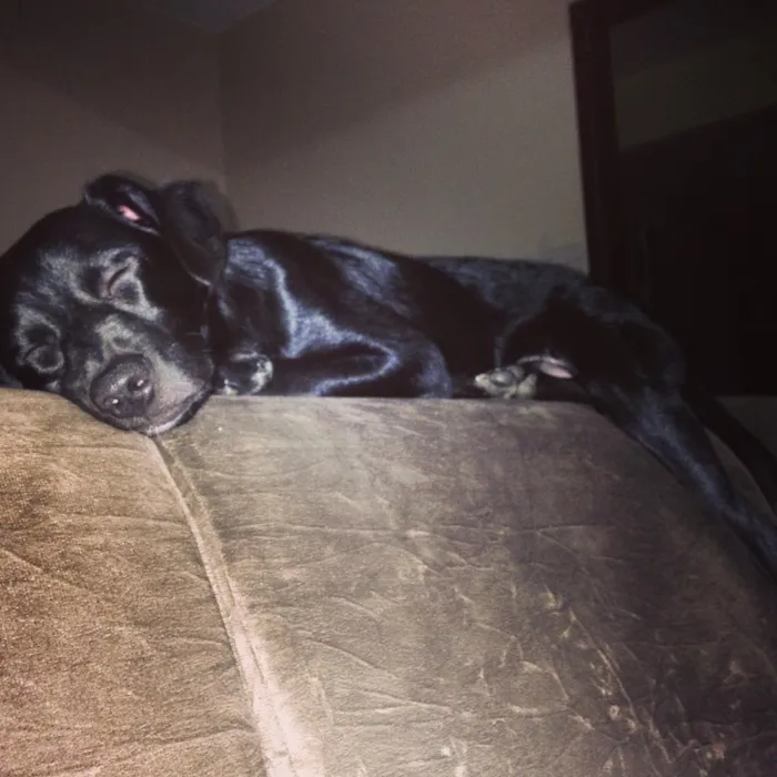 Cachorro ra a Vira-lata  idade 2 a 6 meses nome Jhonny 