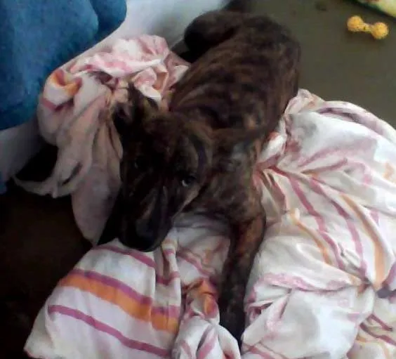 Cachorro ra a Vira lata idade 2 a 6 meses nome Alicia