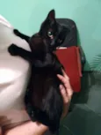 Gatinhas