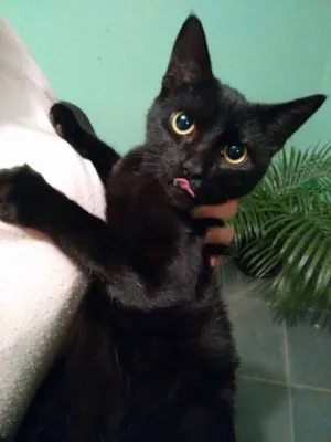 Gato raça  idade 2 a 6 meses nome Gatinhas