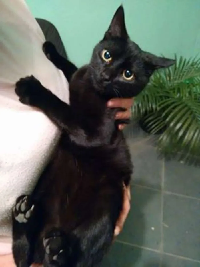 Gato raça  idade 2 a 6 meses nome Gatinhas