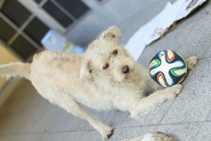 Cachorro ra a  idade 1 ano nome Billy