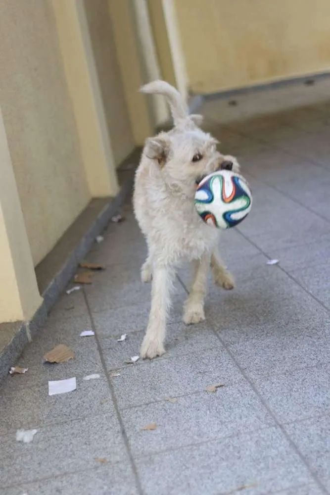Cachorro ra a  idade 1 ano nome Billy