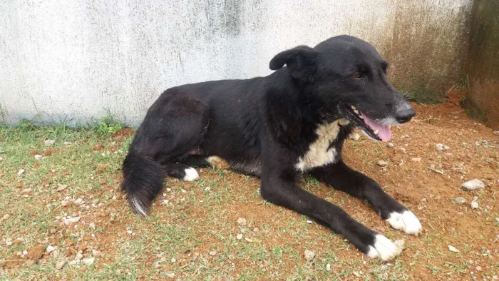 Cachorro ra a Sem raça definida idade 3 anos nome Bonita
