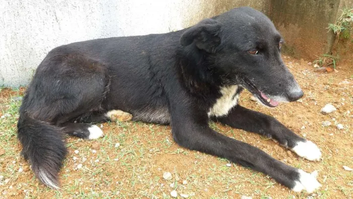 Cachorro ra a Sem raça definida idade 3 anos nome Bonita