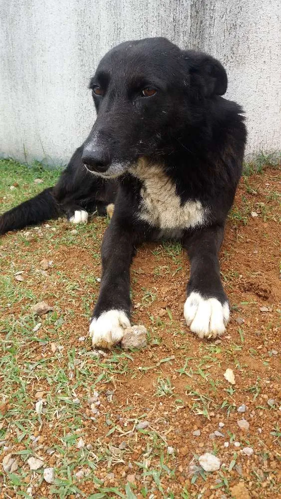Cachorro ra a Sem raça definida idade 3 anos nome Bonita