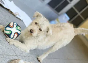 Cachorro raça  idade 1 ano nome Billy