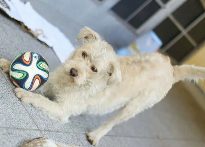 Cachorro ra a  idade 1 ano nome Billy