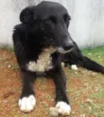 Bonita