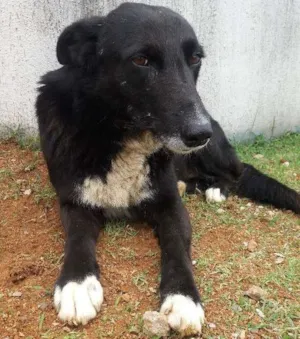 Cachorro raça Sem raça definida idade 3 anos nome Bonita