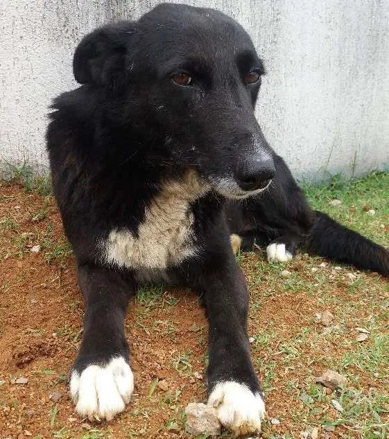 Cachorro ra a Sem raça definida idade 3 anos nome Bonita