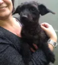 Pipoca