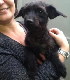 Cachorro raça SRD idade 1 ano nome Pipoca
