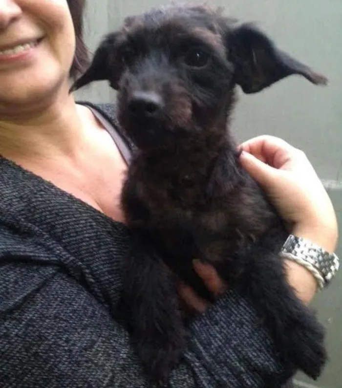 Cachorro ra a SRD idade 1 ano nome Pipoca