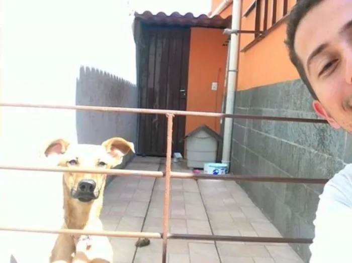 Cachorro raça Vira-lata idade 7 a 11 meses nome Lupita
