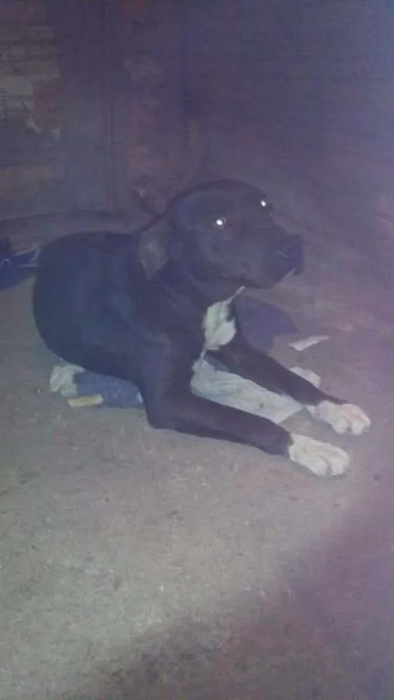 Cachorro ra a Pitbull idade 6 ou mais anos nome PRETA