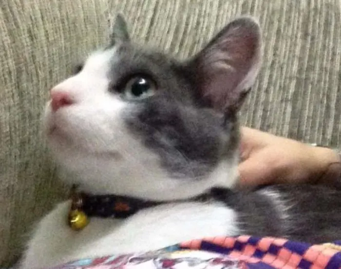 Gato ra a  idade 7 a 11 meses nome Sid