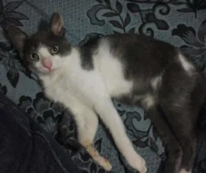 Gato raça  idade 7 a 11 meses nome Sid