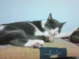 Sid