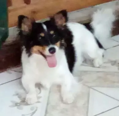 Cachorro ra a SRD idade 1 ano nome Billy