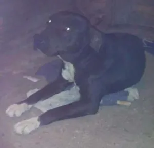 Cachorro raça Pitbull idade 6 ou mais anos nome PRETA