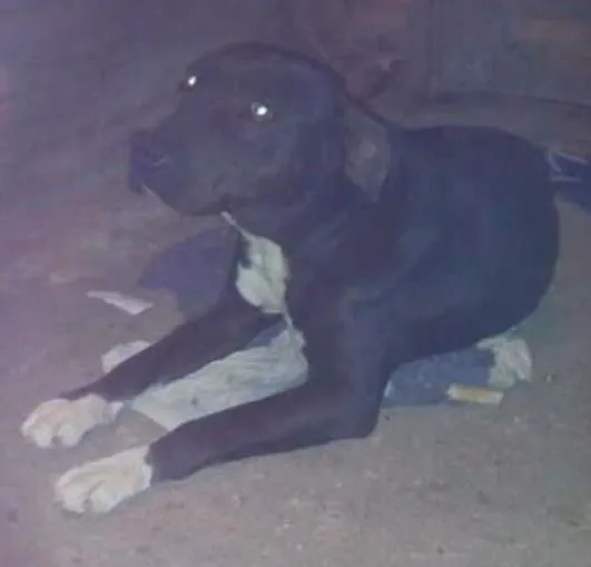 Cachorro ra a Pitbull idade 6 ou mais anos nome PRETA