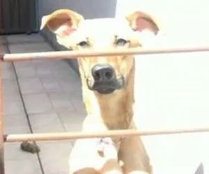 Cachorro raça Vira-lata idade 7 a 11 meses nome Lupita