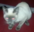 gato