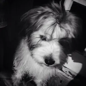 Cachorro raça Vira-lata  idade 7 a 11 meses nome Picles