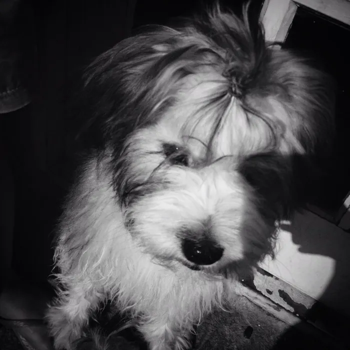 Cachorro ra a Vira-lata  idade 7 a 11 meses nome Picles