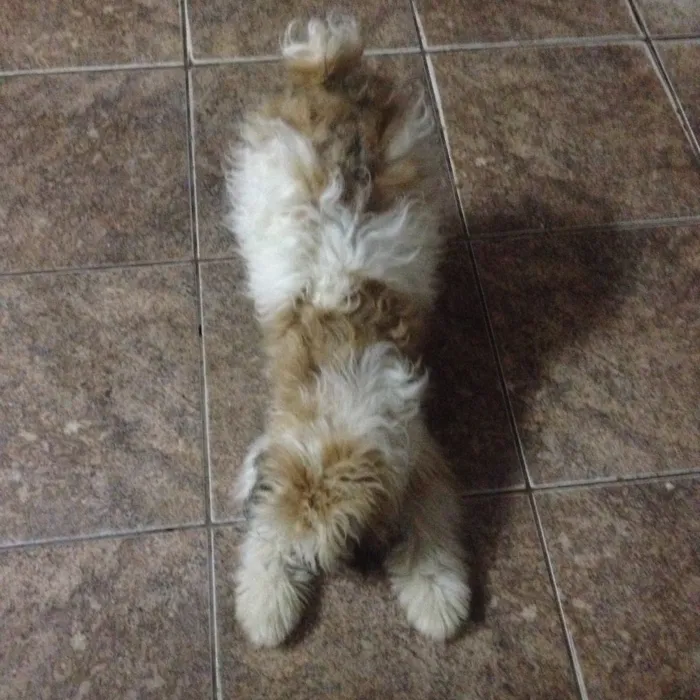 Cachorro ra a Vira-lata  idade 7 a 11 meses nome Picles