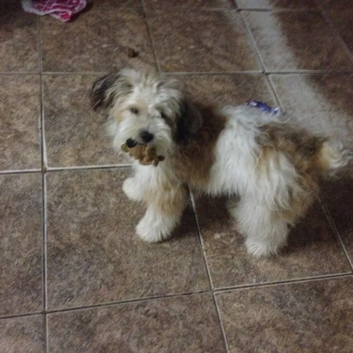 Cachorro ra a Vira-lata  idade 7 a 11 meses nome Picles