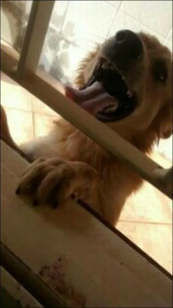 Cachorro raça Indefinido  idade 1 ano nome Luck