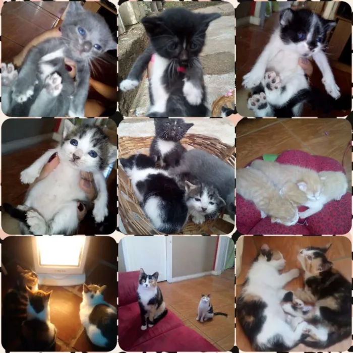 Gato ra a  idade Abaixo de 2 meses nome Micos