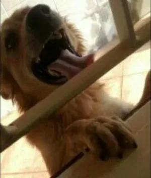 Cachorro raça Indefinido  idade 1 ano nome Luck