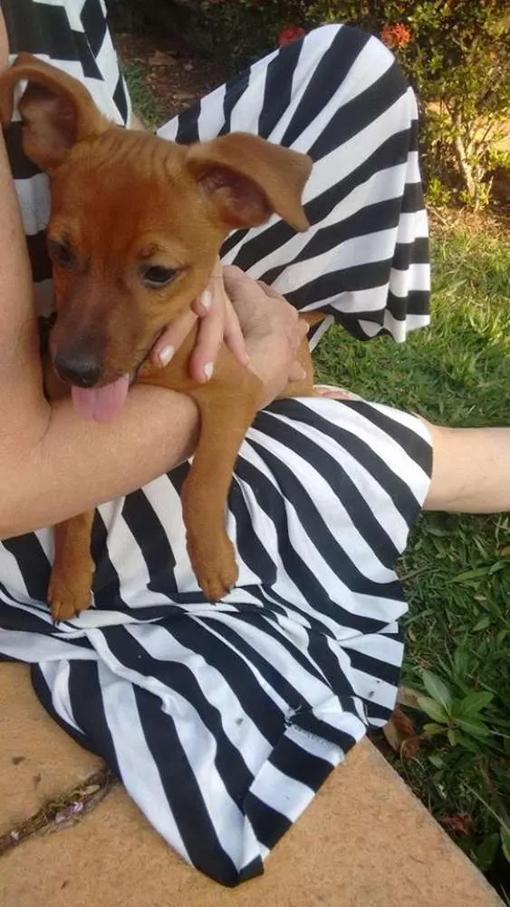 Cachorro ra a indefinida idade 2 a 6 meses nome john / Meg / Jully